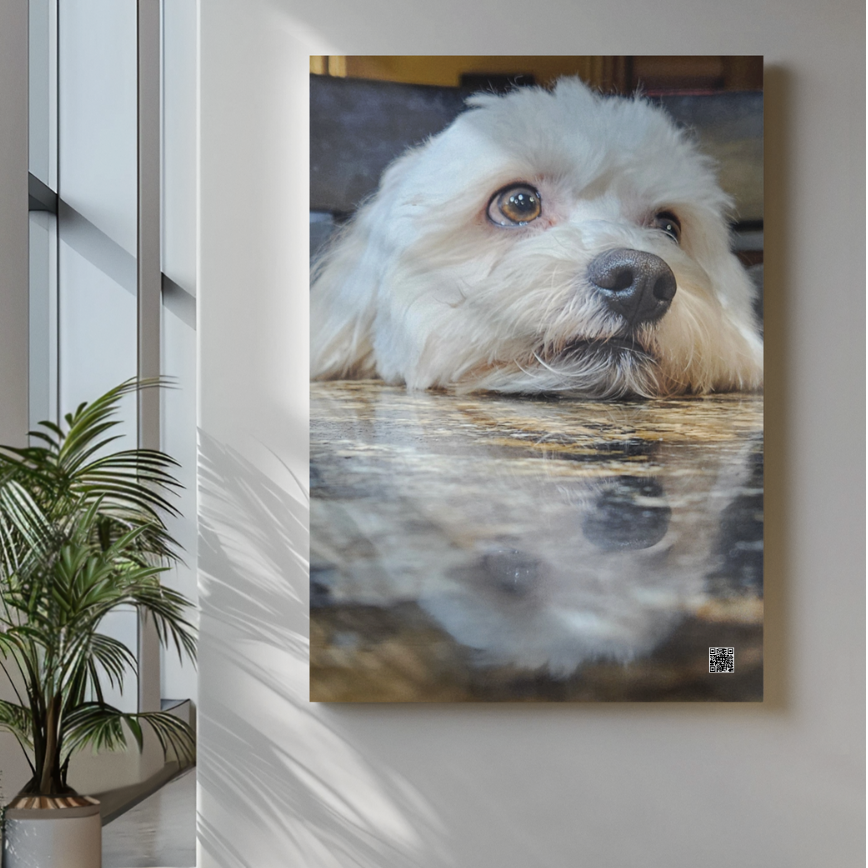 Aluminum Voice Message photograph of a dog with a reflective surface on a wall. PhotoGiftPro